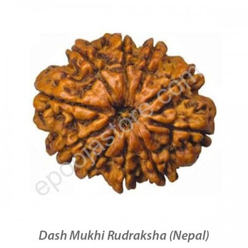 Dasha Mukhi Rudraksha